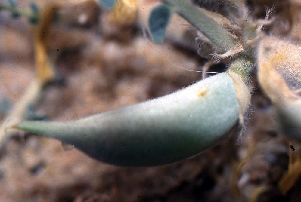 Astragalo 2
