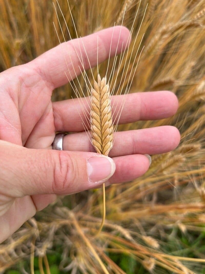 Grano monococco 5