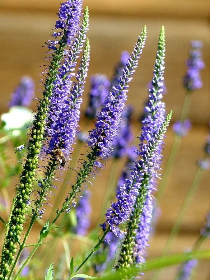 Veronica spigata 10