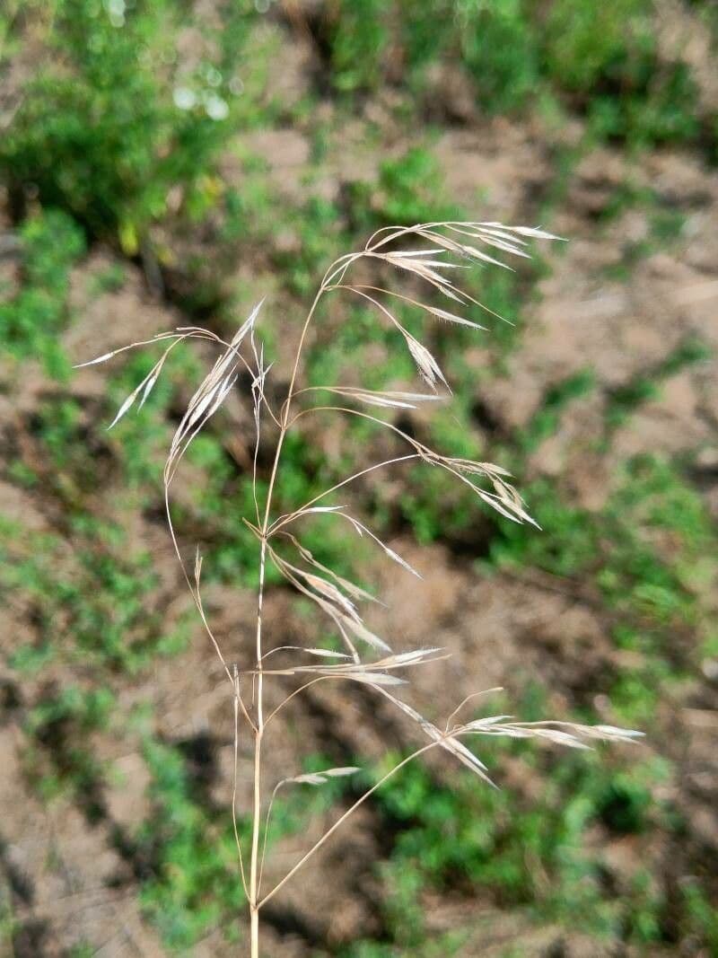 Dach-Trespe 7