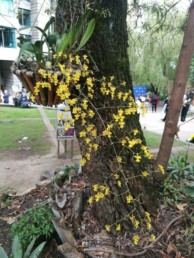 Oncidium ptasiodziobe 4
