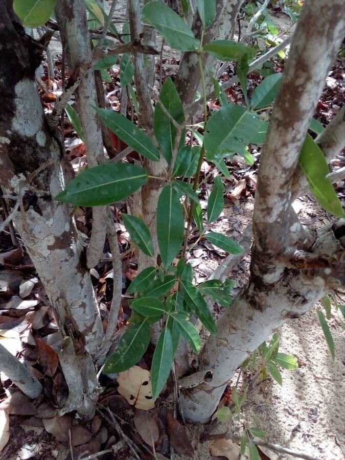Roble blanco 11