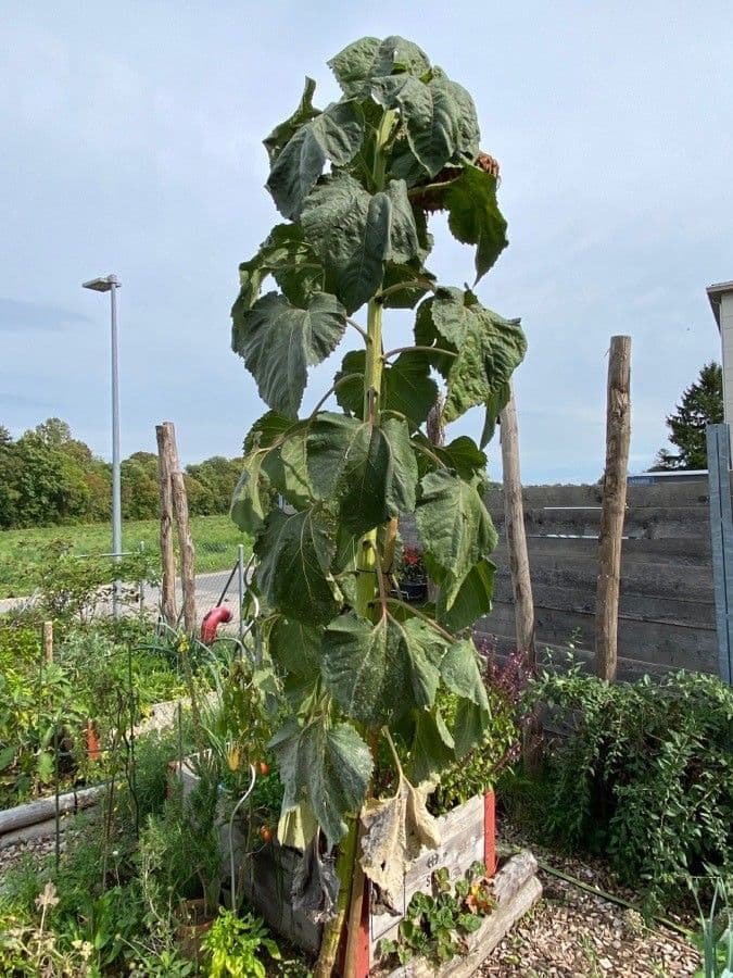 Tournesol géant 12