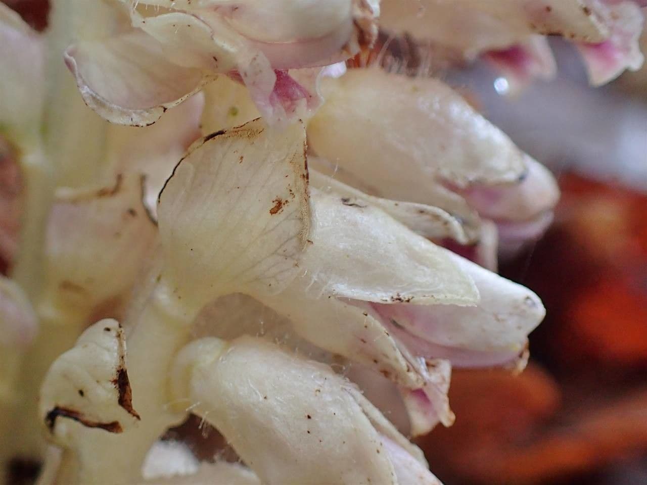 Latrea comune 12