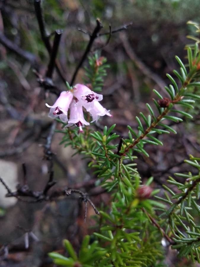 Cornwall-Heide 6
