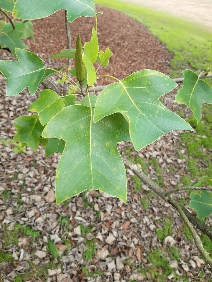Chinesischer Tulpenbaum 4