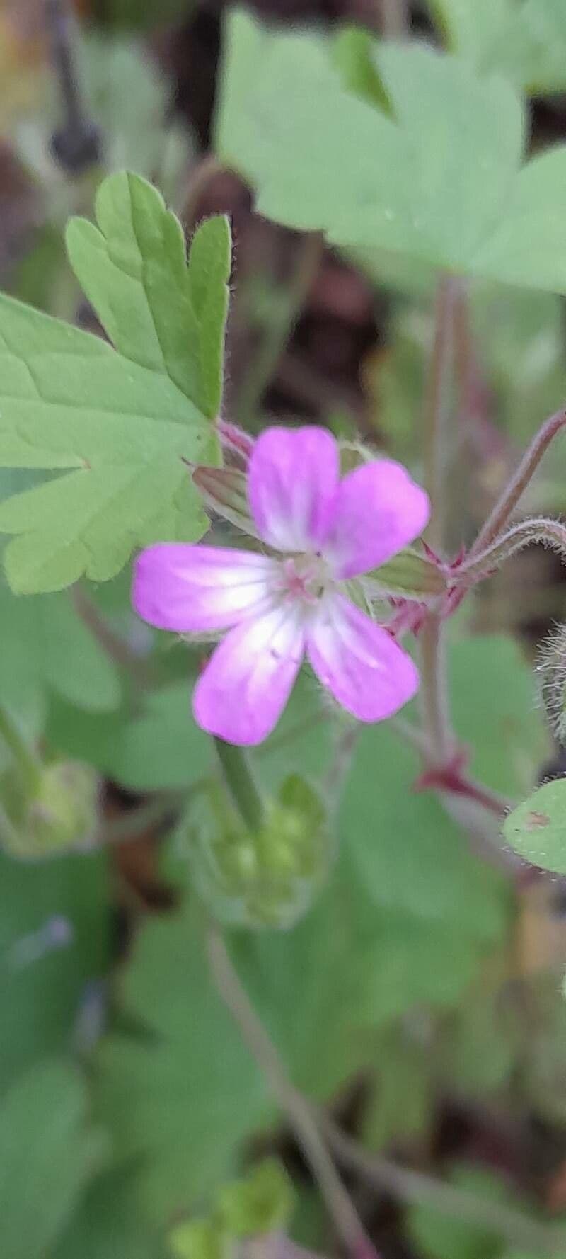 Géranium à feuilles rondes 6