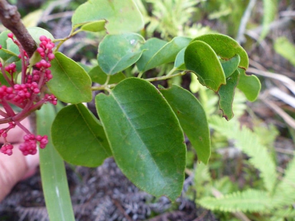Rourea 3