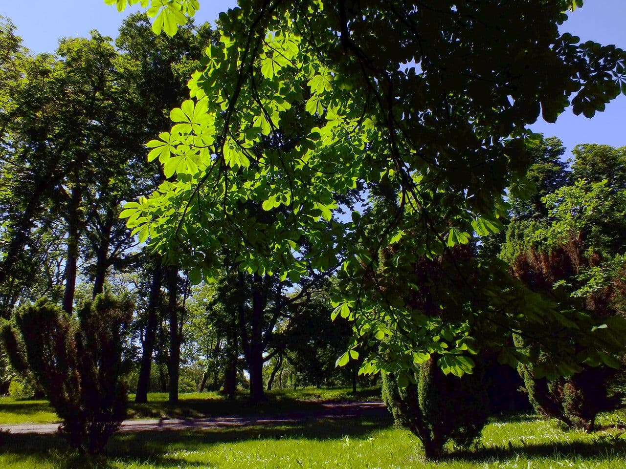 Ippocastano 26