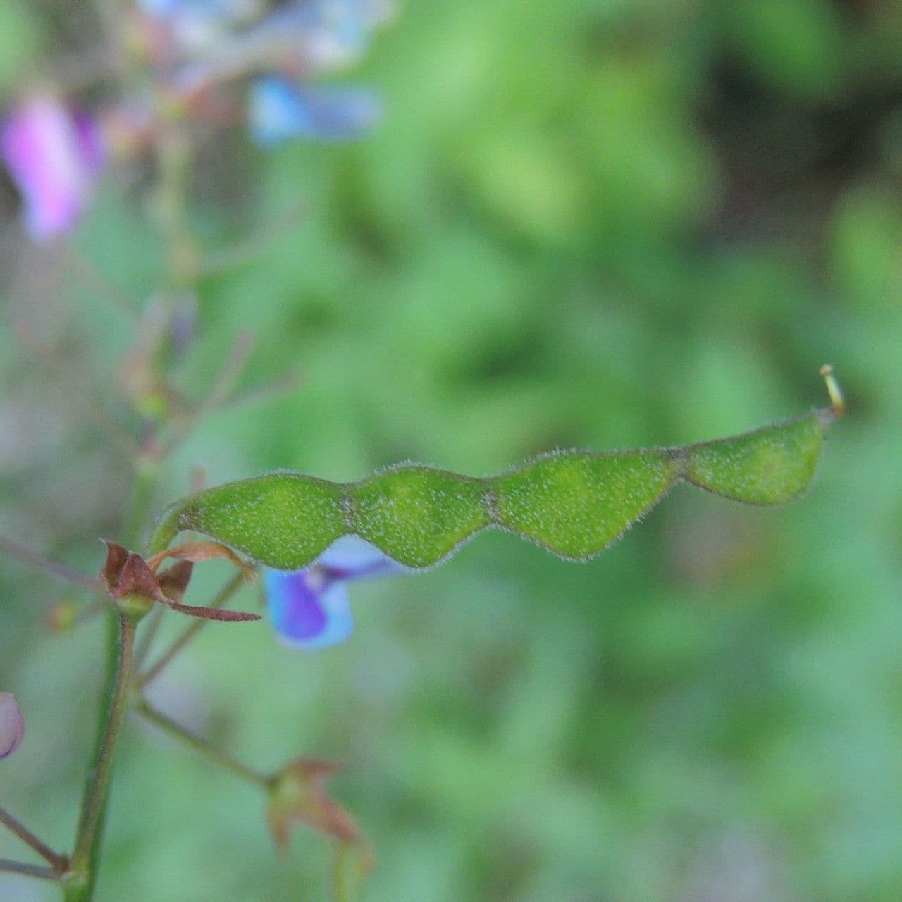 Desmodium paniculatum 4
