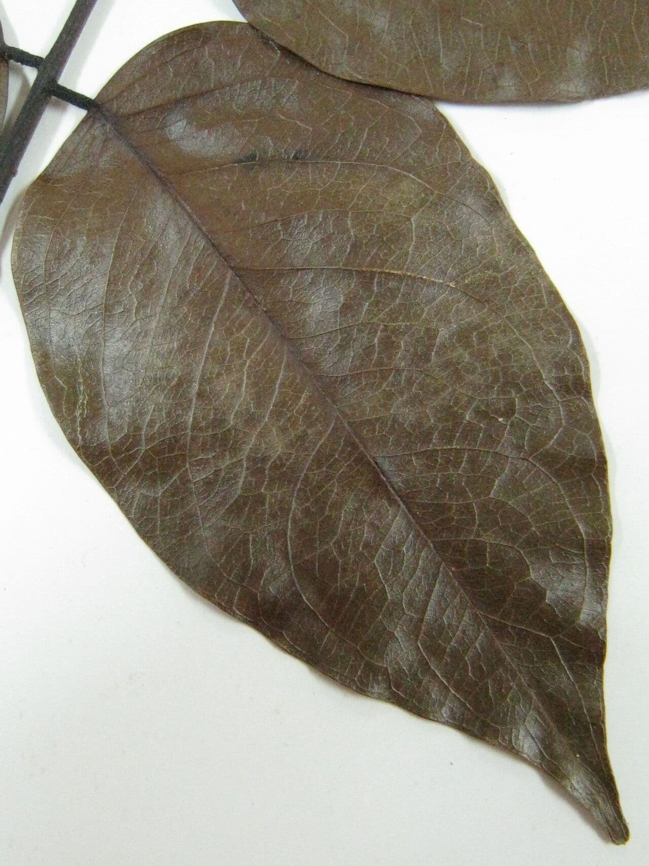 Pterocarpus 29