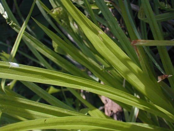 Östliche Waldsege 9