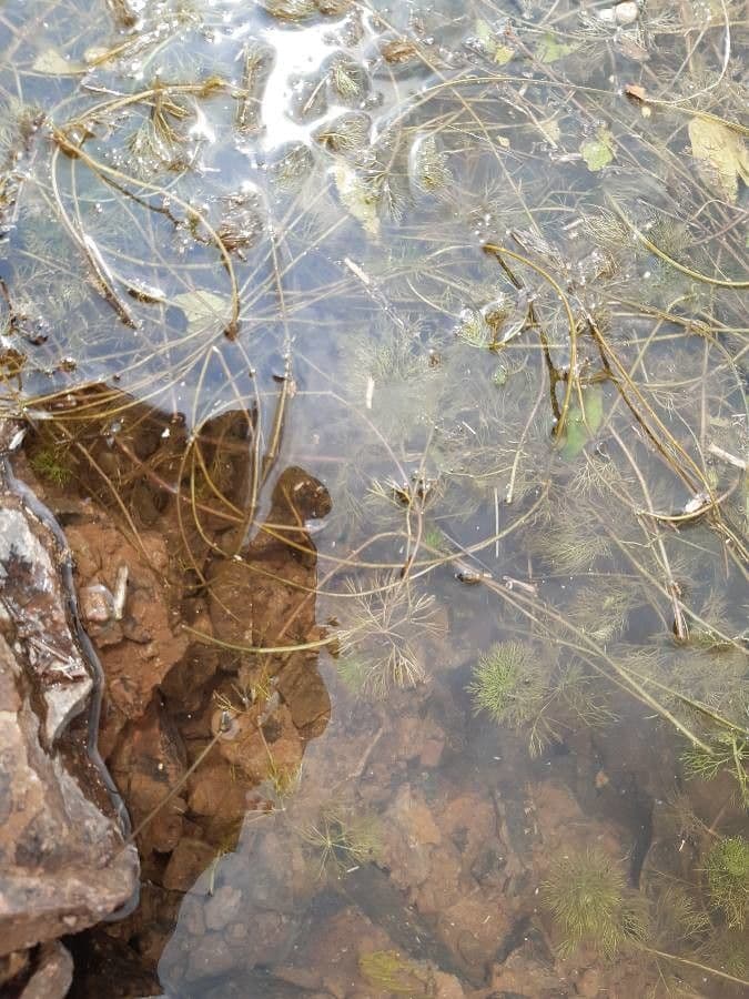 Limnophila 5