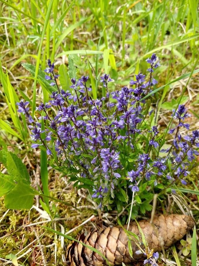 Mléčka alpská 6