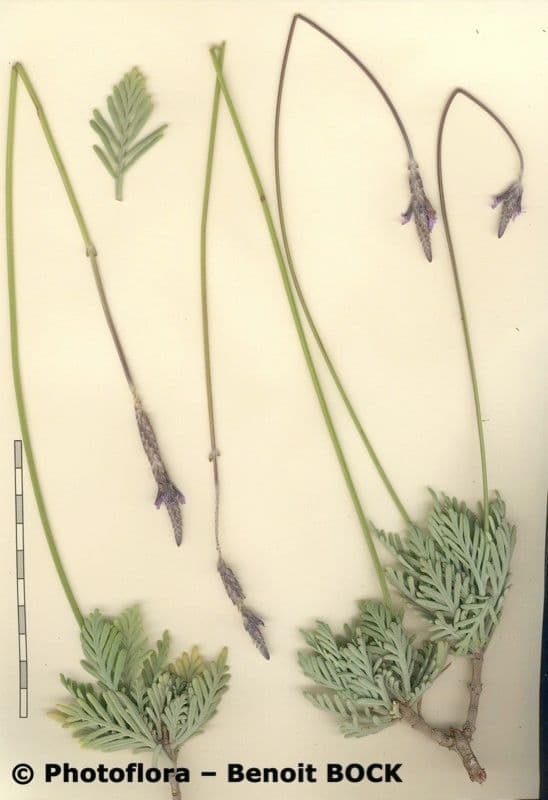 Lavendel 20