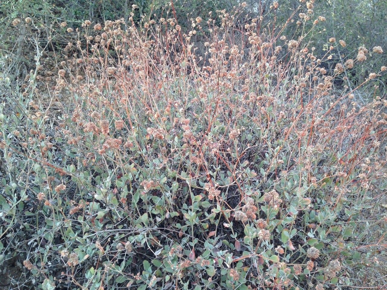 Eriogonum 10