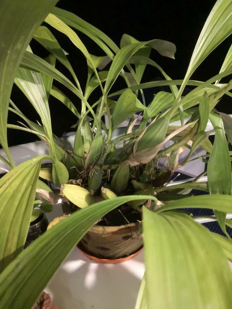 Orchidea nera 8