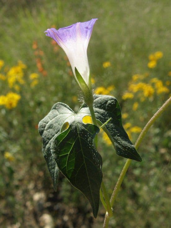 Lindheimers Prunkwinde 11