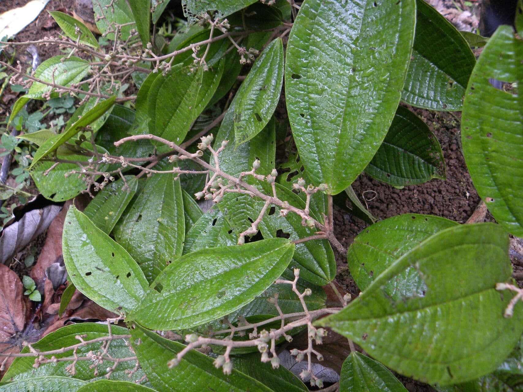 Miconia a spighe multiple 3
