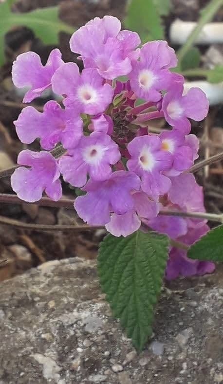 Lantana 8