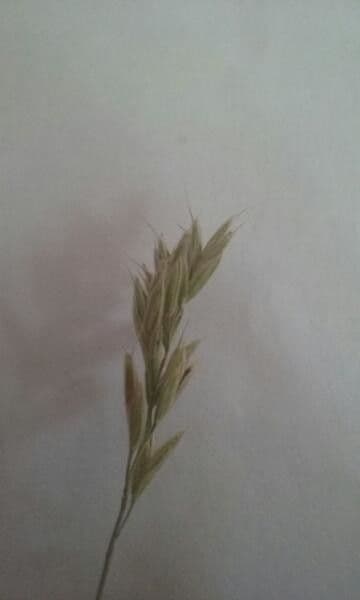 Brome lancéolé 16