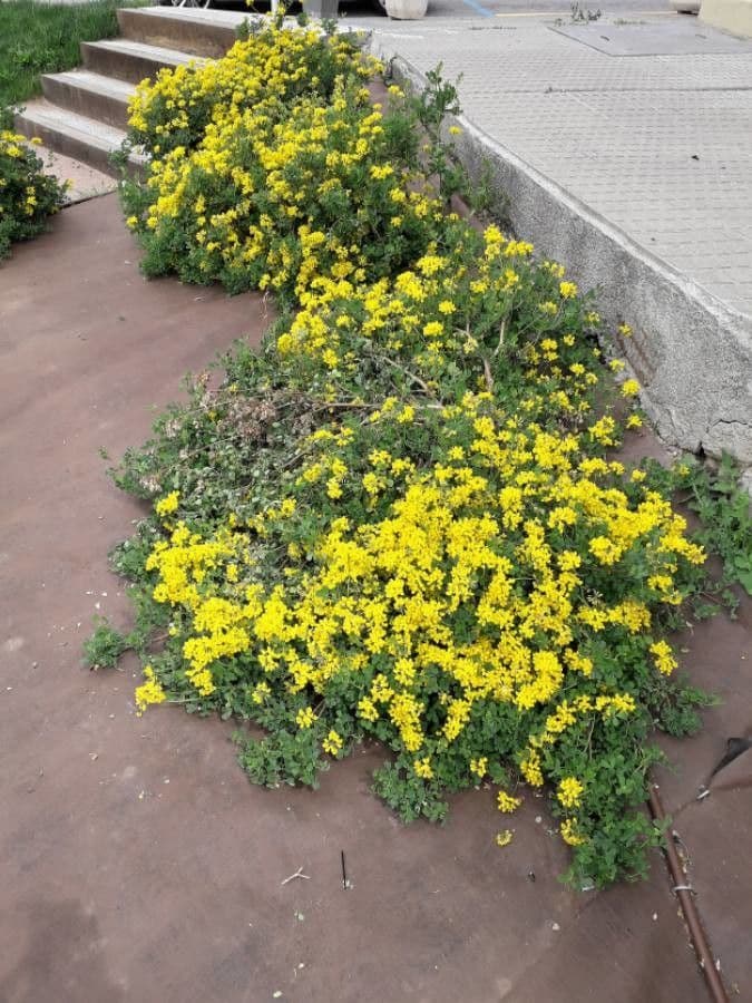 Coronilla valentina 14