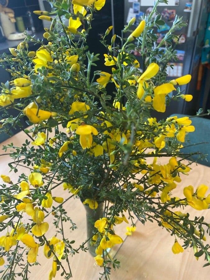 Ginestra irta 7