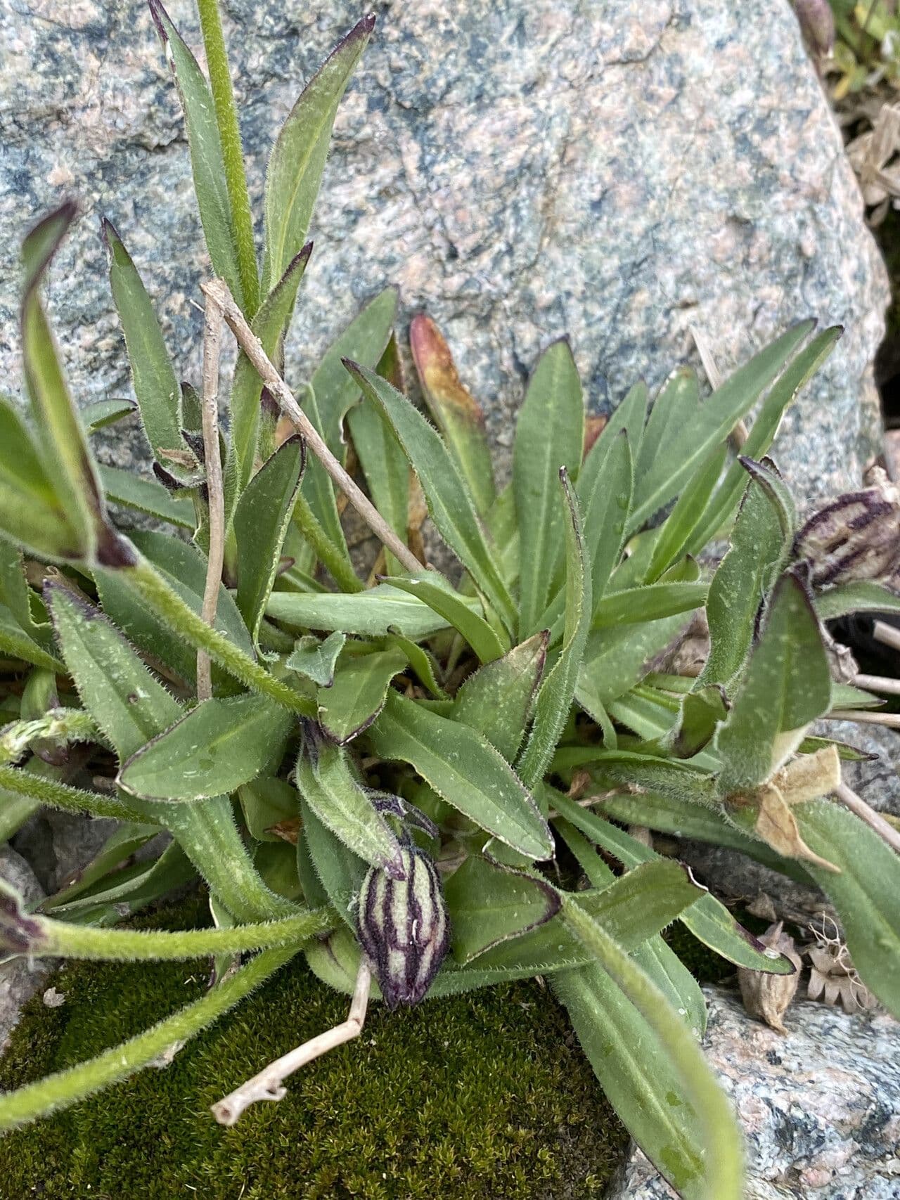 Silene uralensis 11
