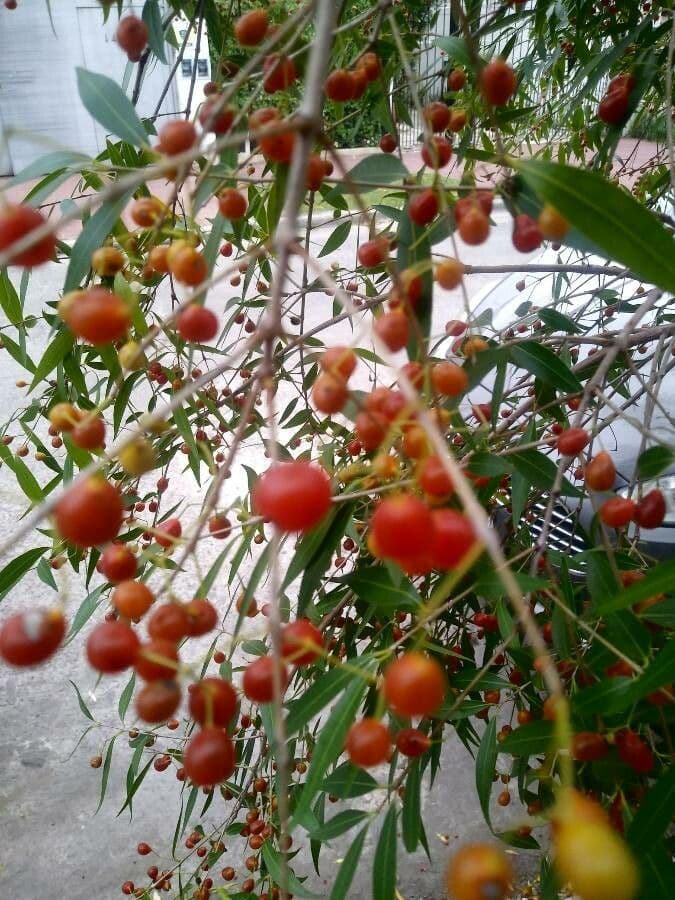 Blepharocalyx 2