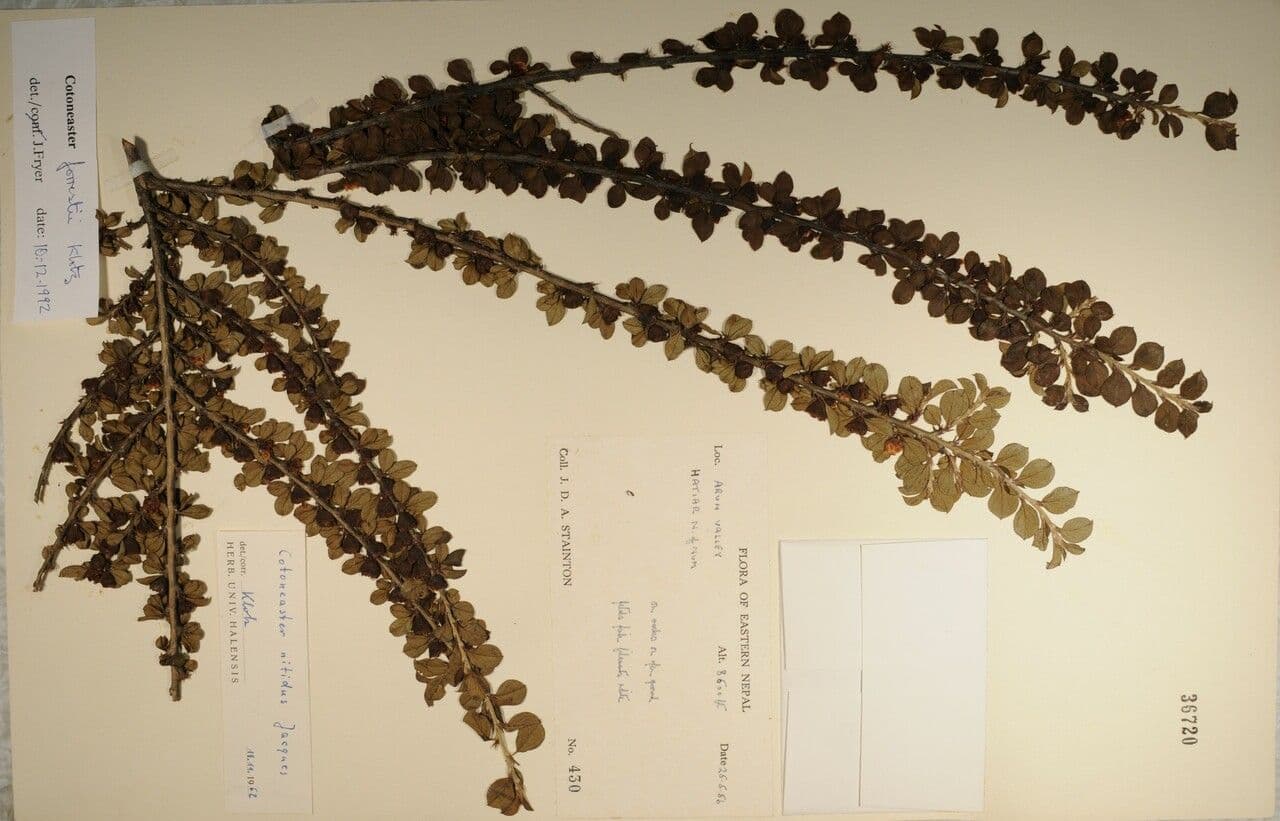 Cotoneaster