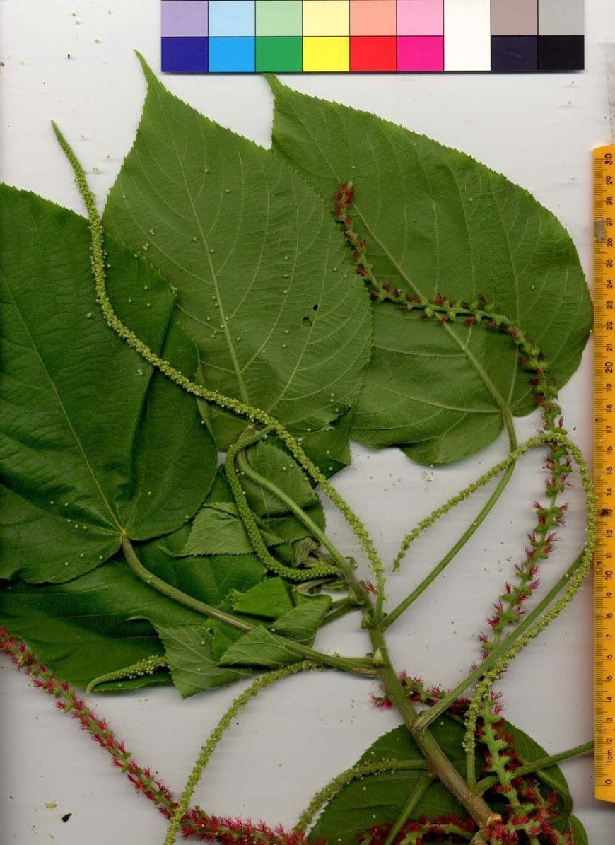 Acalypha a spiga grande 30