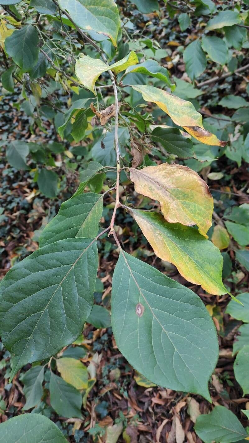 Pterostyrax 9
