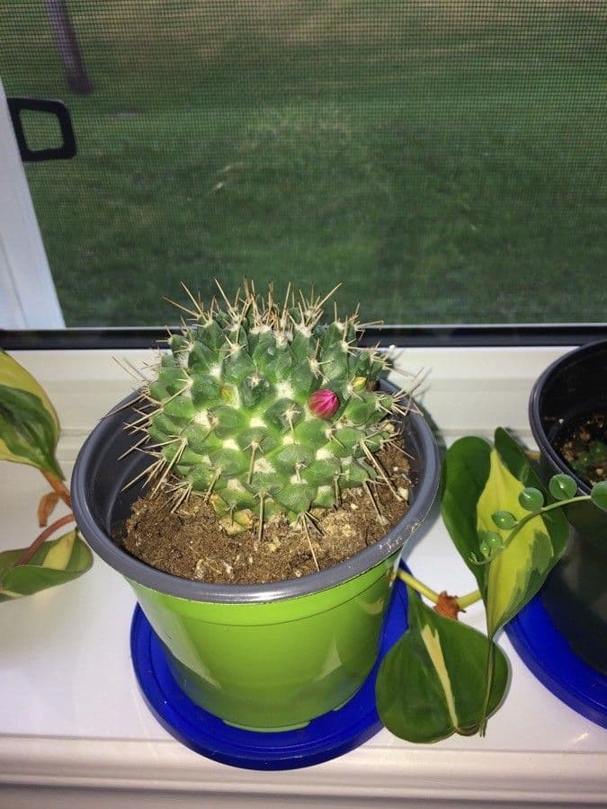 Mammillaria 5