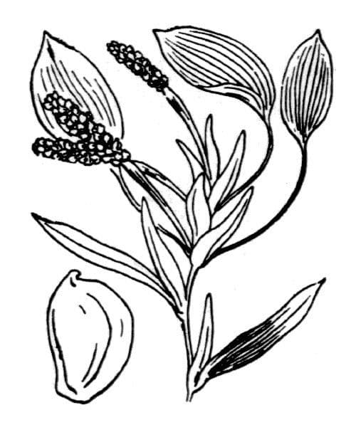Gras-Laichkraut 23