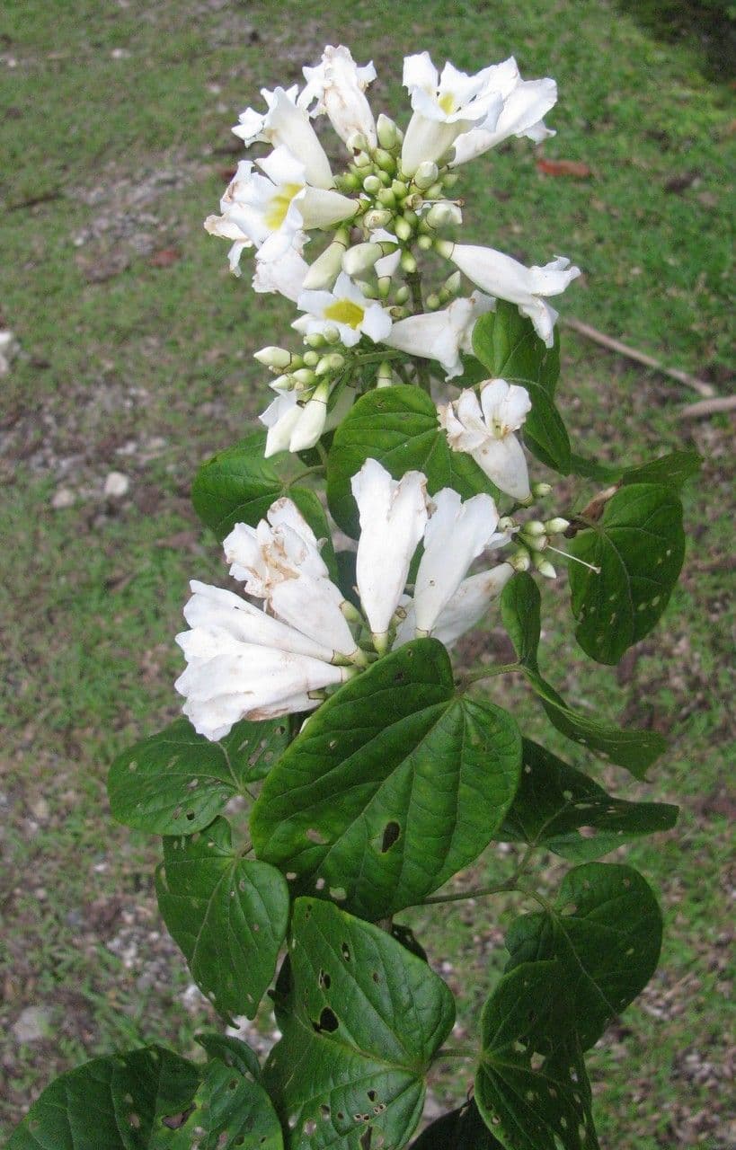 Lundia corimbosa 6