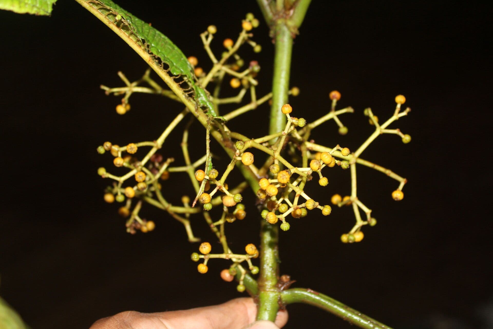 Ossaea 3