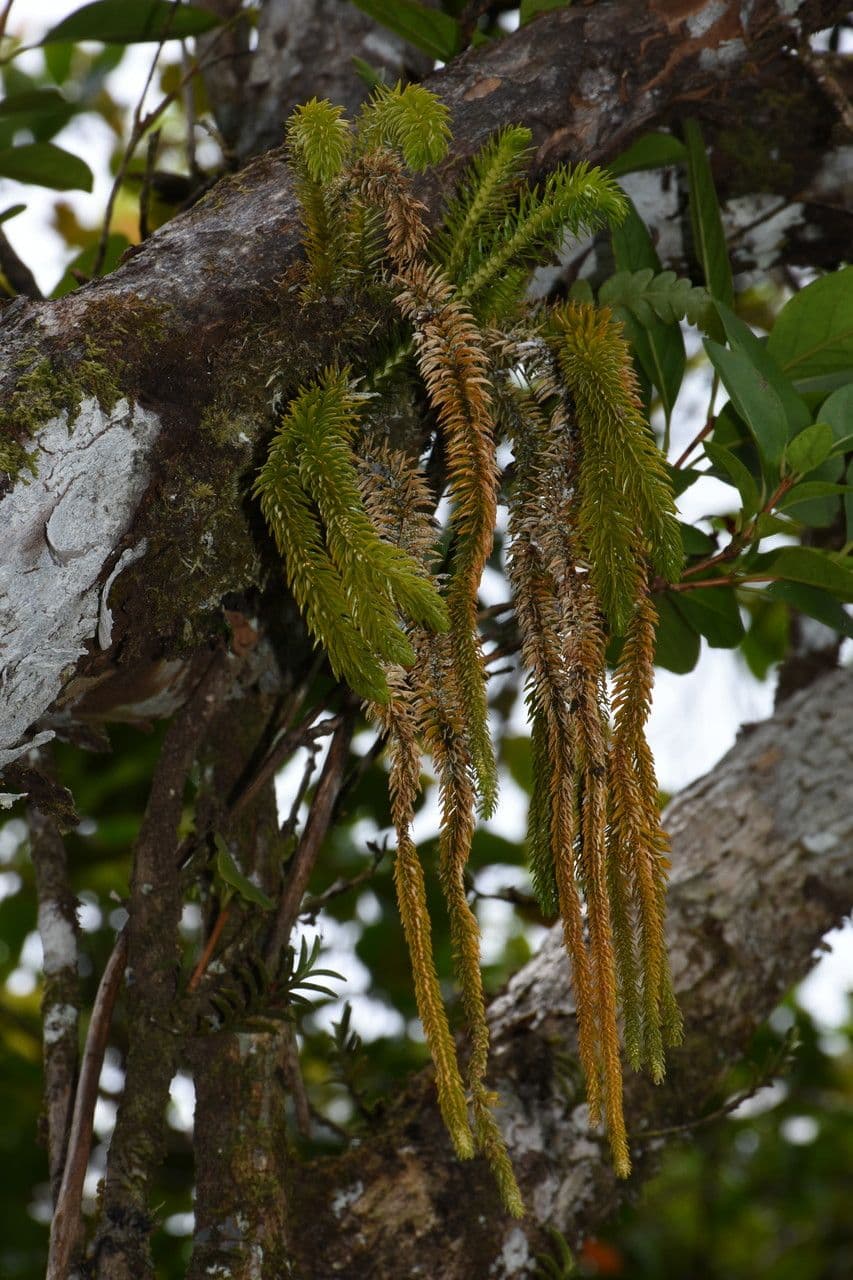 Huperzia squarrosa 5