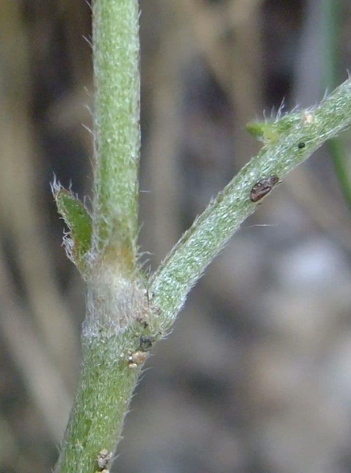 Astragalus onobrychis 21