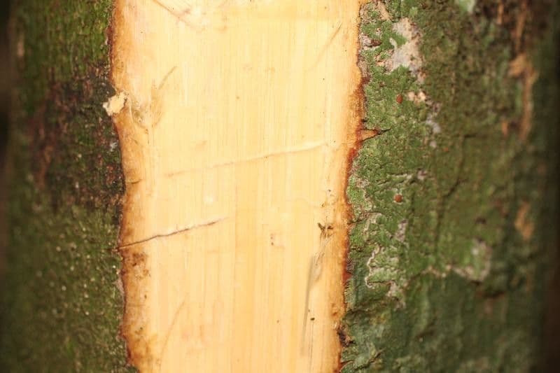 Kleinblütige Eschweilera 22