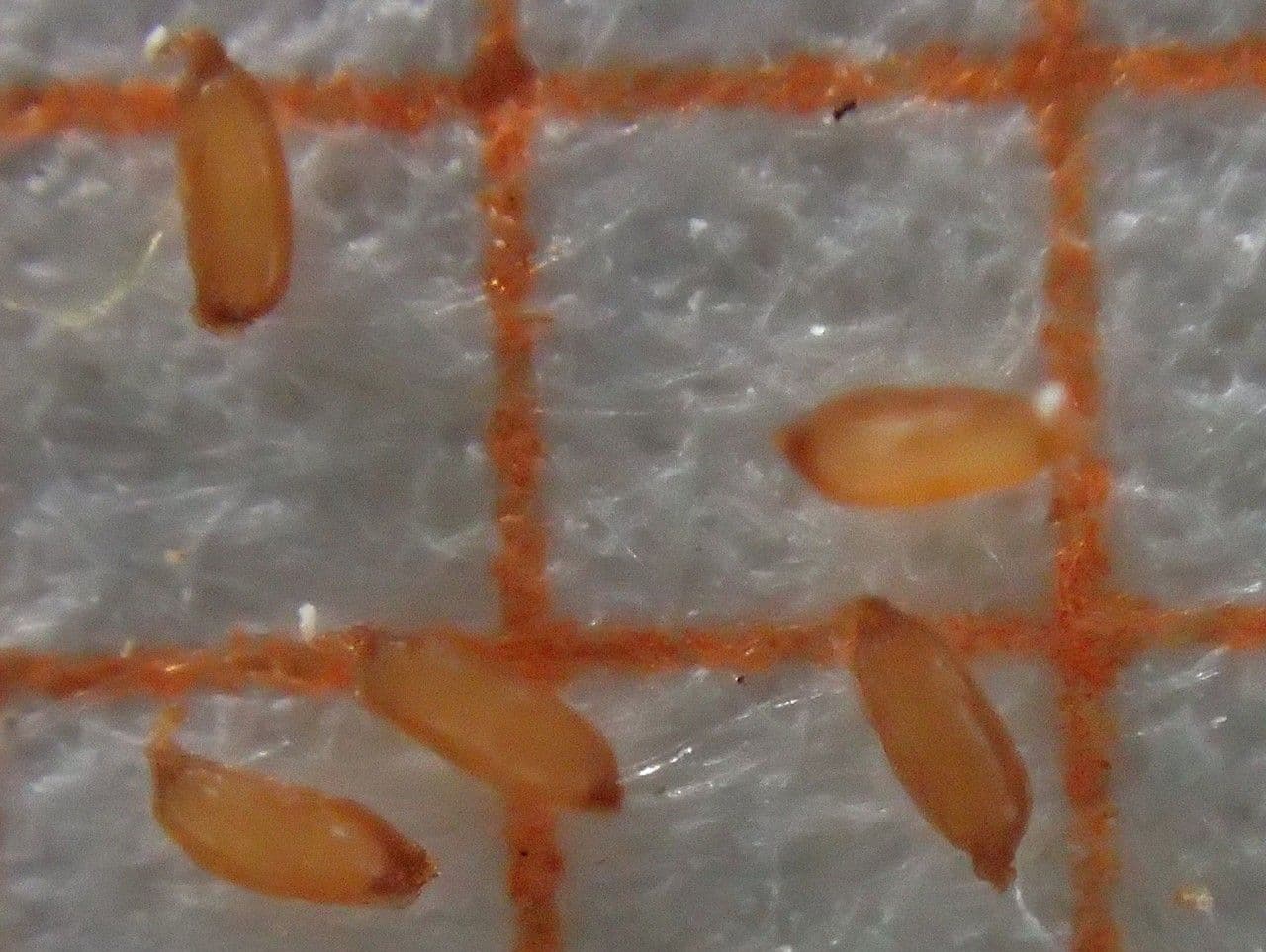 Borracina cinerea 26