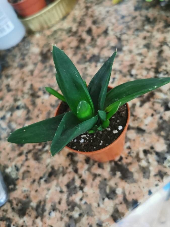 Aloe 5