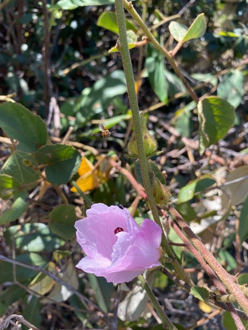 Sturts Wüstenrose 4