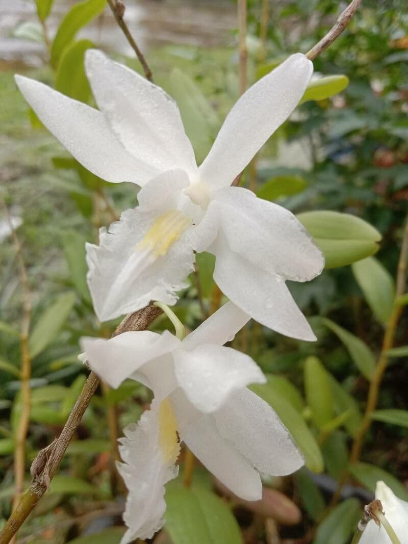Orchidea colombina 5