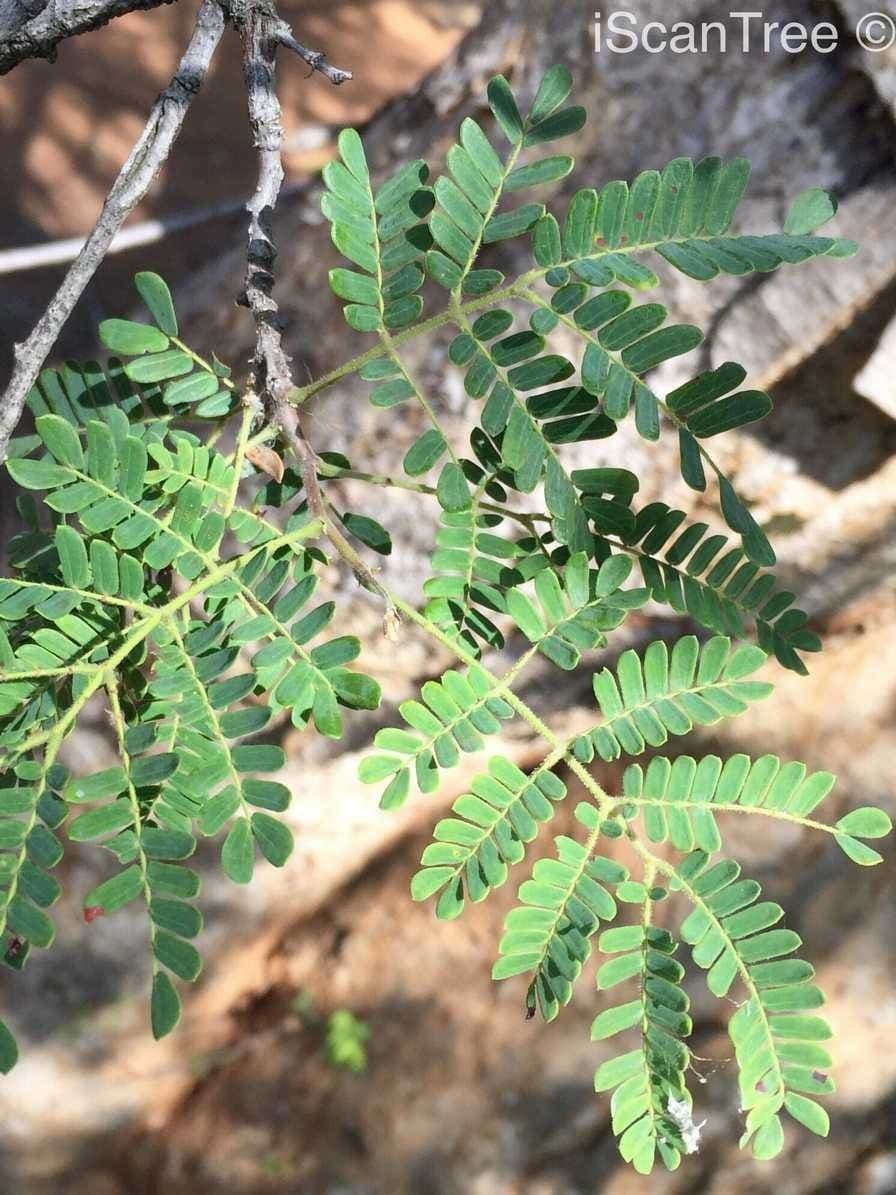 Albizia 11