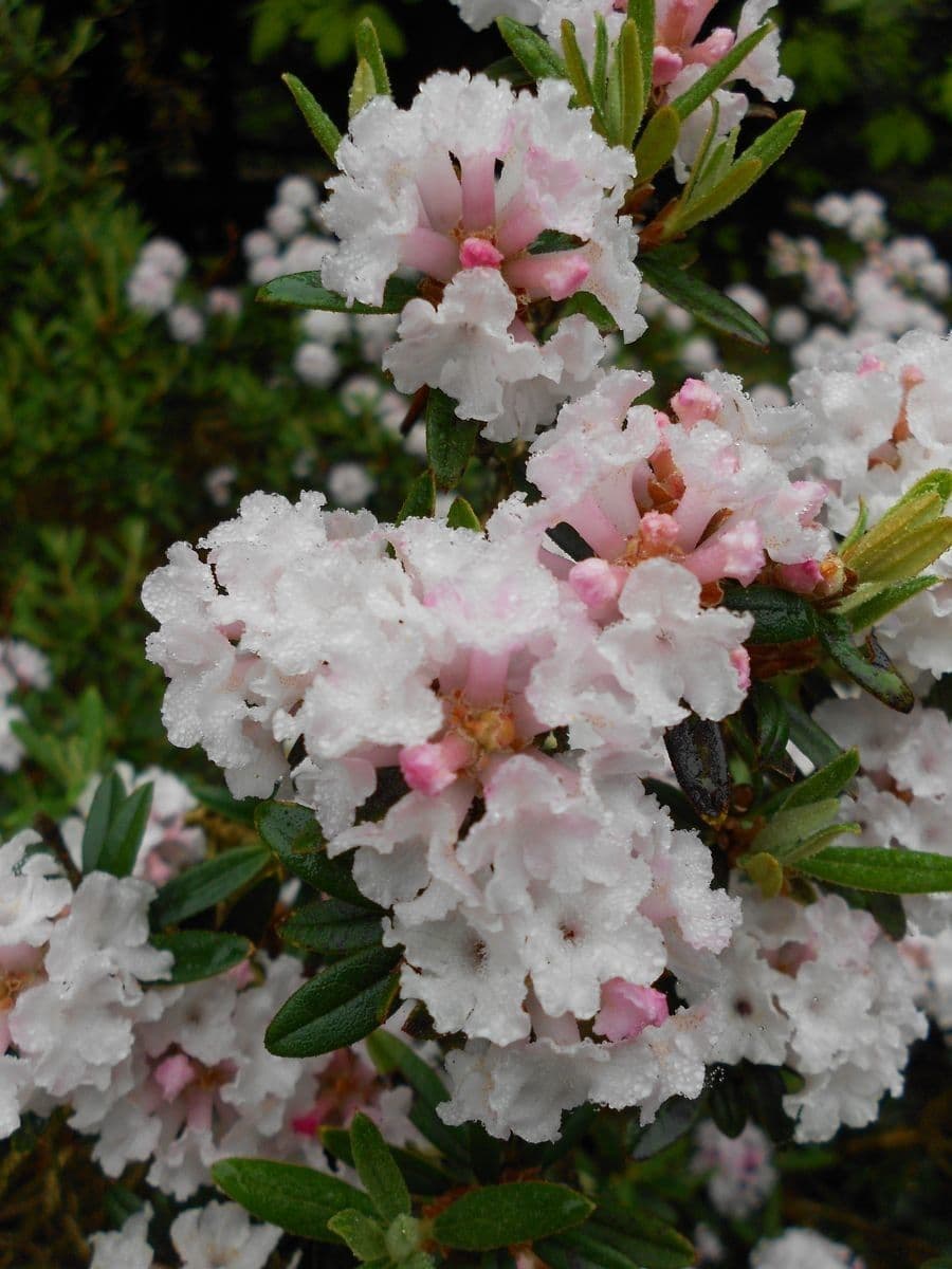 Rododendro 2
