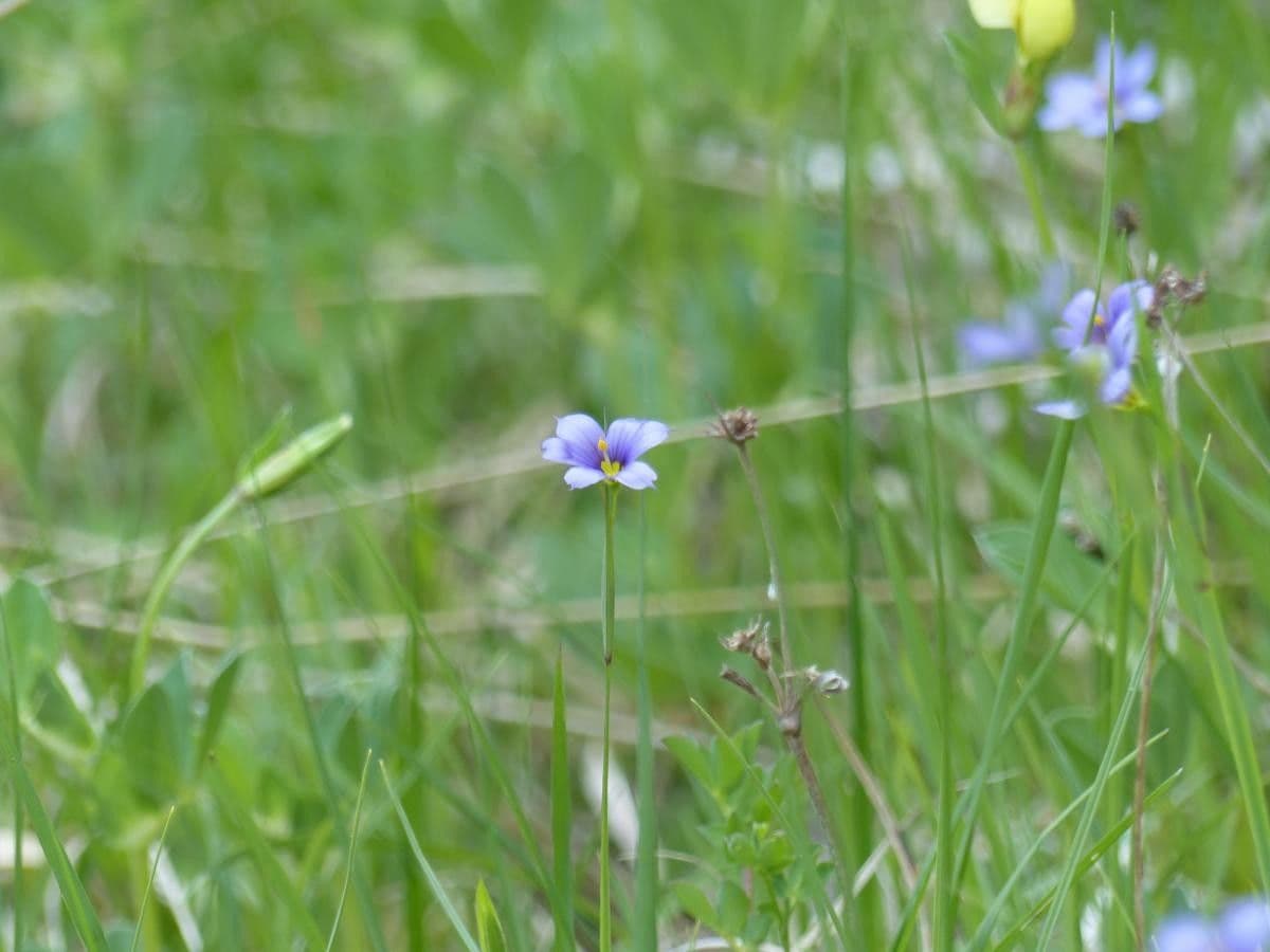 Iris di Bermuda 2