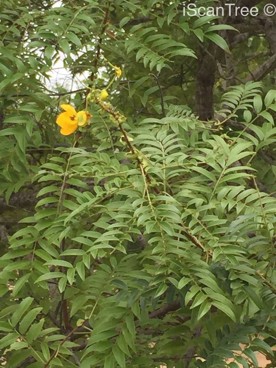 Senna petera 14