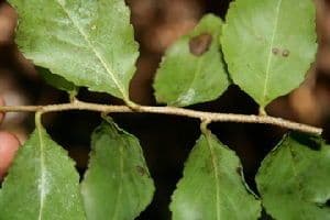Bürstenholly