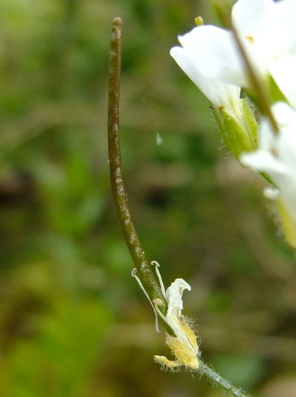 Arabis nova 4