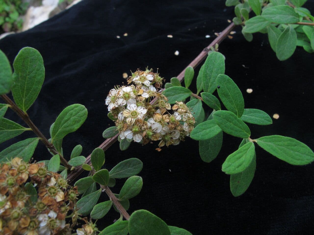 Espirea 4